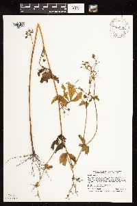 Sanicula canadensis image