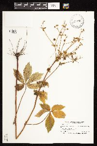 Sanicula canadensis image