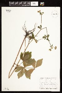Sanicula canadensis image