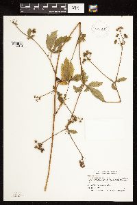 Sanicula canadensis image