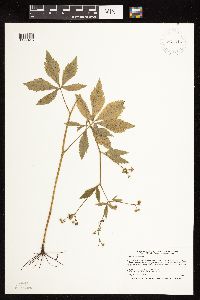 Sanicula canadensis image