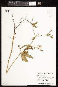 Sanicula canadensis image