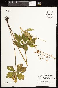 Sanicula marilandica image