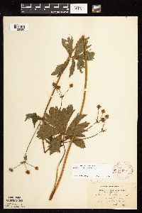 Sanicula marilandica image