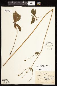 Sanicula marilandica image
