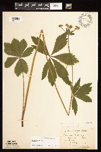 Sanicula marilandica image