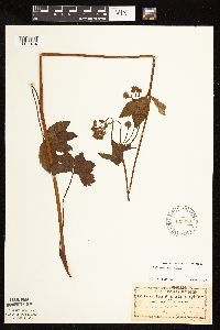 Sanicula marilandica image