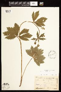 Sanicula marilandica image