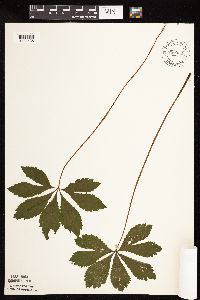 Sanicula marilandica image
