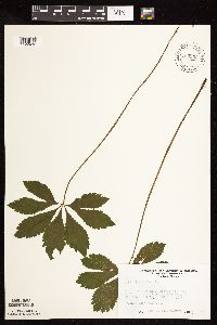 Sanicula marilandica image