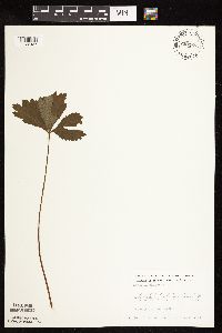Sanicula marilandica image
