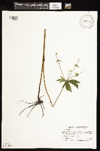 Sanicula marilandica image