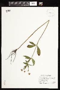 Sanicula marilandica image