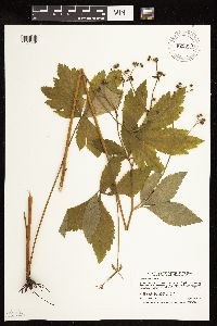 Sanicula marilandica image