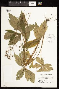 Sanicula marilandica image