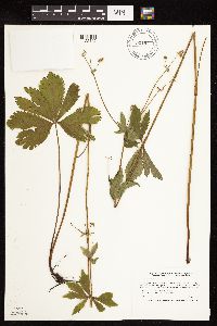 Sanicula marilandica image