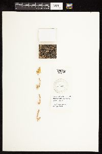 Atriplex prostrata image