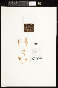 Atriplex prostrata image