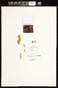 Chenopodium rubrum image