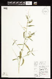 Atriplex patula image