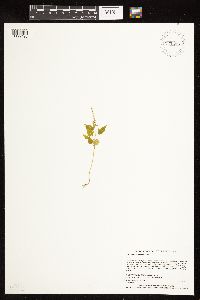 Chenopodium berlandieri image