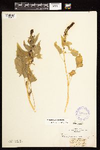 Chenopodium capitatum var. capitatum image