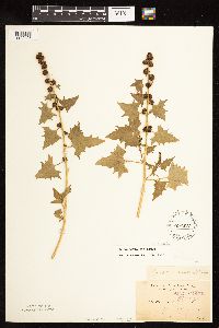 Chenopodium capitatum var. capitatum image