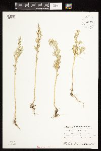 Chenopodium desiccatum image