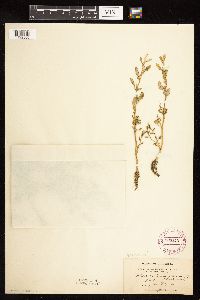 Chenopodium glaucum image