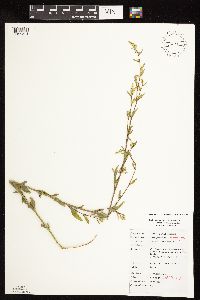 Chenopodium leptophyllum image