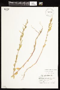 Chenopodium pratericola image