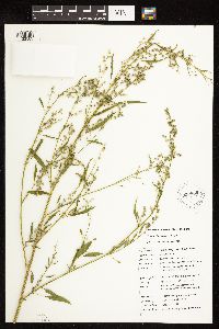 Chenopodium pratericola image