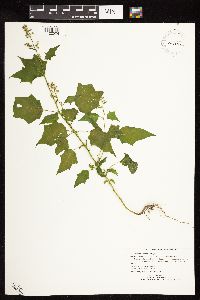 Chenopodium simplex image