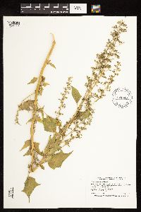 Chenopodium simplex image