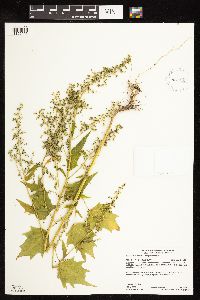 Chenopodium simplex image