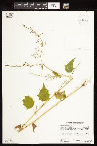 Chenopodium simplex image
