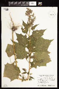 Chenopodium simplex image