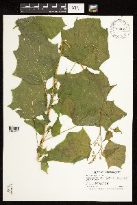 Chenopodium simplex image