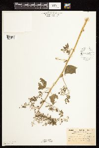 Chenopodium simplex image