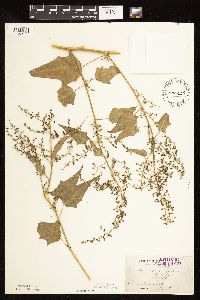 Chenopodium simplex image
