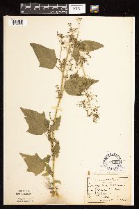 Chenopodium simplex image