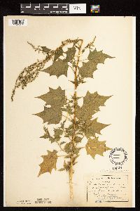 Chenopodium simplex image