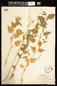 Chenopodium simplex image