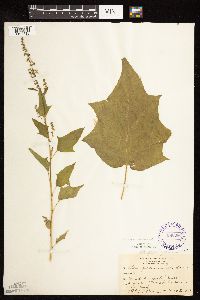 Chenopodium simplex image