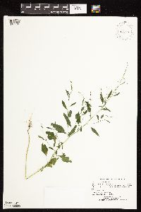 Chenopodium standleyanum image