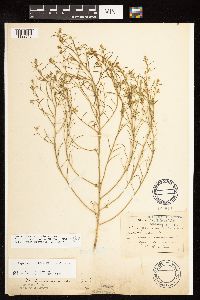 Corispermum americanum var. americanum image