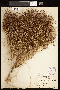Cycloloma atriplicifolium image