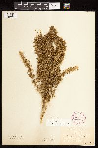 Dysphania botrys image