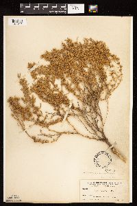 thumbnail image of current specimen