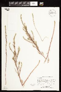 Salsola collina image